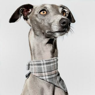 Halstuch für Hund in grau kariert.