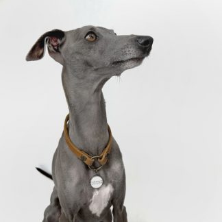 Markenband für Hund in beige.