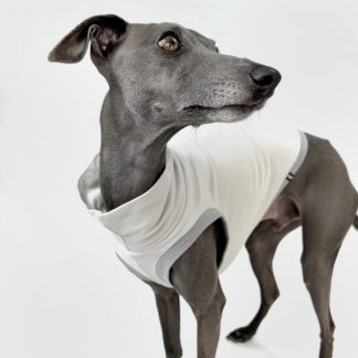 Italienisches Windspiel, welches ein bauchfreies Shirt in grau trägt.