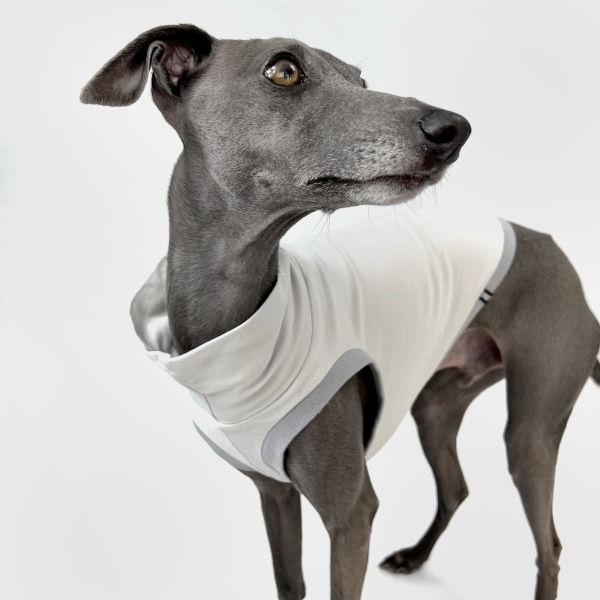 Italienisches Windspiel, welches ein bauchfreies Shirt in grau trägt.