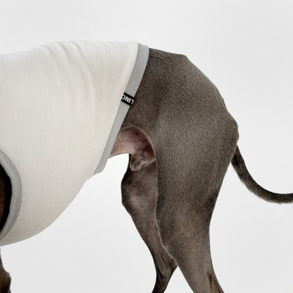 Italienisches Windspiel, welches ein bauchfreies Shirt in grau trägt.