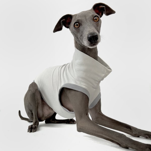 Italienisches Windspiel, welches ein bauchfreies Shirt in grau trägt.