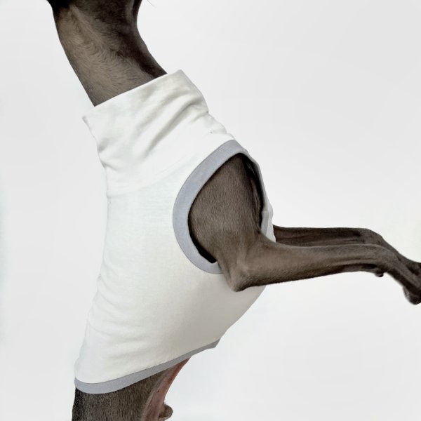 Italienisches Windspiel, welches ein bauchfreies Shirt in grau trägt.