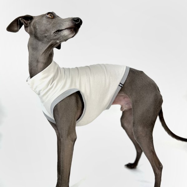 Italienisches Windspiel, welches ein bauchfreies Shirt in grau trägt.