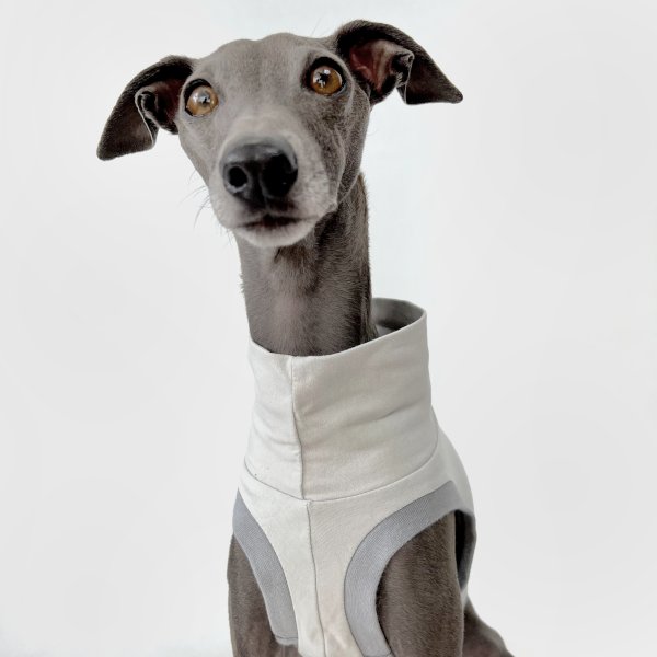 Italienisches Windspiel, welches ein bauchfreies Shirt in grau trägt.