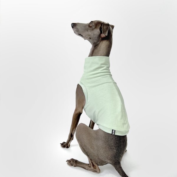 Italienisches Windspiel, welches ein bauchfreies Shirt in mint trägt.