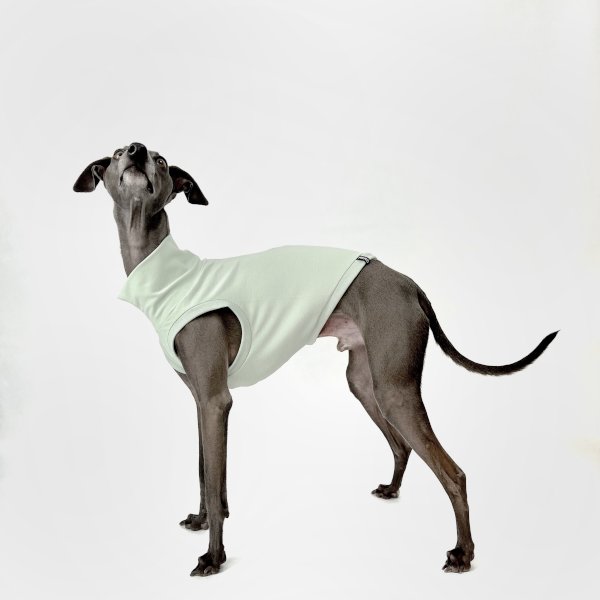 Italienisches Windspiel, welches ein bauchfreies Shirt in mint trägt.