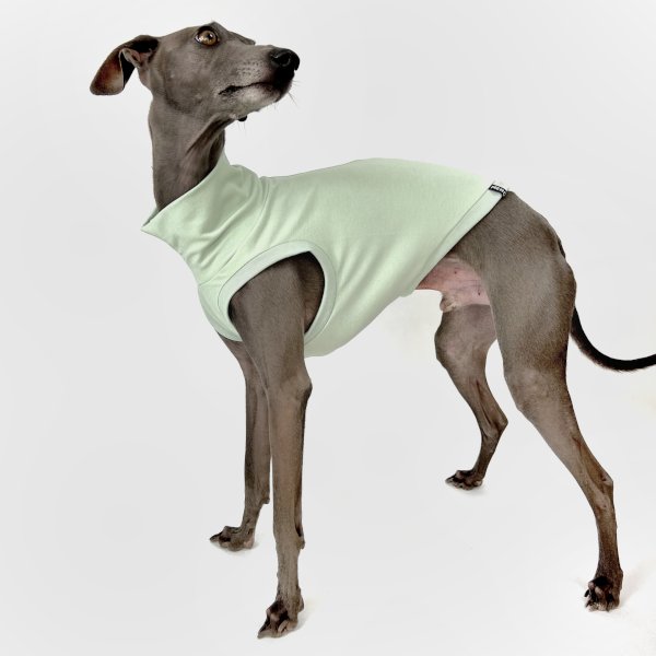 Italienisches Windspiel, welches ein bauchfreies Shirt in mint trägt.