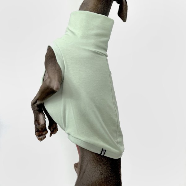 Italienisches Windspiel, welches ein bauchfreies Shirt in mint trägt.