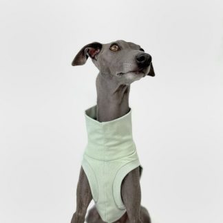 Italienisches Windspiel, welches ein bauchfreies Shirt in mint trägt.