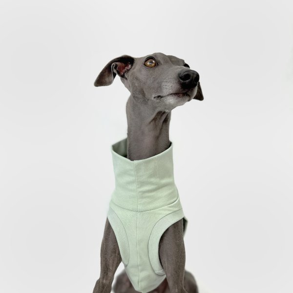 Italienisches Windspiel, welches ein bauchfreies Shirt in mint trägt.