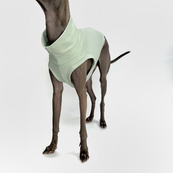 Italienisches Windspiel, welches ein bauchfreies Shirt in mint trägt.