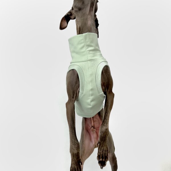 Italienisches Windspiel, welches ein bauchfreies Shirt in mint trägt.