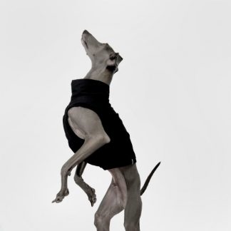 Italienisches Windpsiel trägt crop top bzw. kurzes Shirt in schwarz.