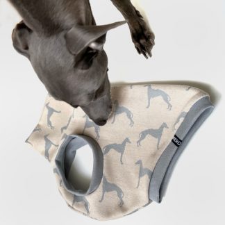 Italienisches Windspiel trägt kurzes Shirt mit Windhunden drauf.