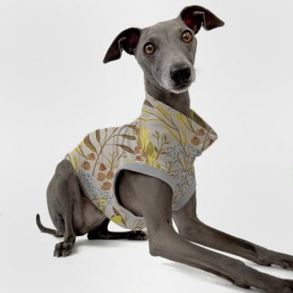 Graues italienisches Windspiel trägt Frühlingsedition in beige mit Vogelbeeren.