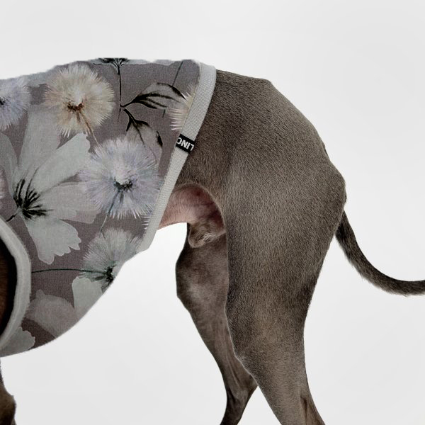 Graues italienisches Windspiel trägt Frühlingsedition in grau mit Pusteblumen.