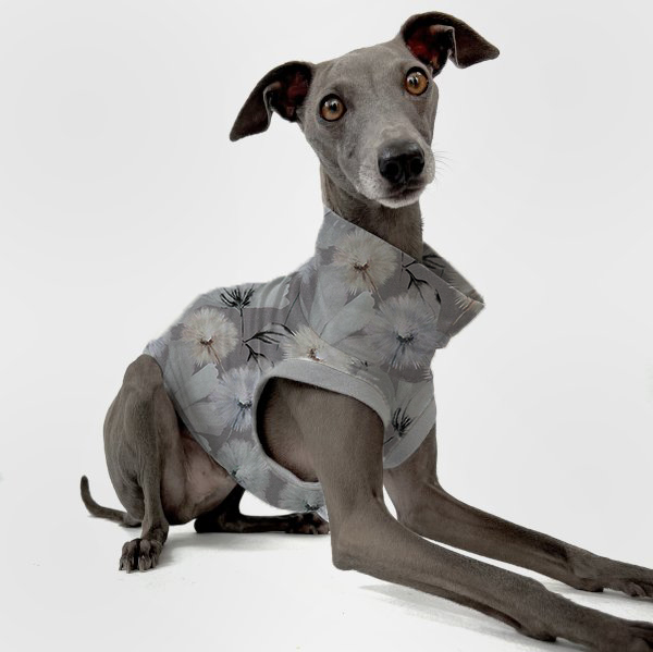 Graues italienisches Windspiel trägt Frühlingsedition in grau mit Pusteblumen.