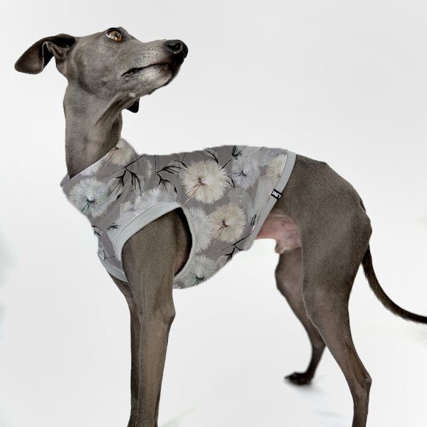 Graues italienisches Windspiel trägt Frühlingsedition in grau mit Pusteblumen.