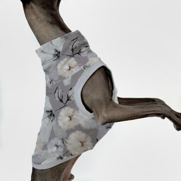 Graues italienisches Windspiel trägt Frühlingsedition in grau mit Pusteblumen.