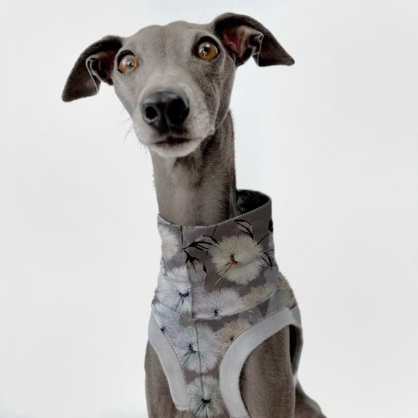 Graues italienisches Windspiel trägt Frühlingsedition in grau mit Pusteblumen.