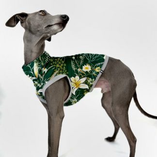 Graues italienisches Windspiel trägt Frühlingsedition in grün mit Lilien.