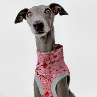 Graues italienisches Windspiel trägt Frühlingsedition in rosa Kirschblüten.