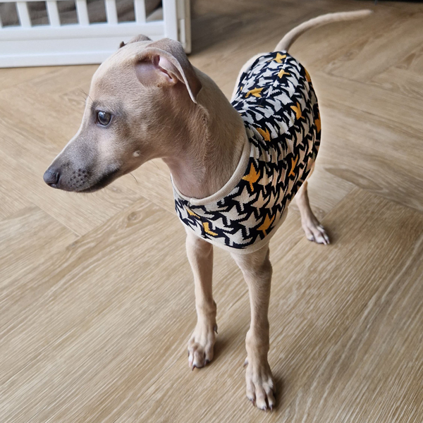 Italienischer Windspielwelpe trägt Shirt: