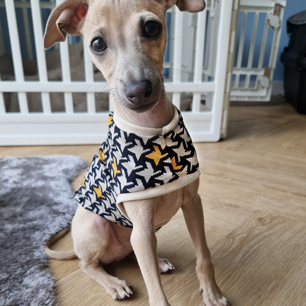 Italienischer Windspielwelpe trägt Shirt: