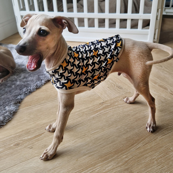 Italienischer Windspielwelpe trägt Shirt: