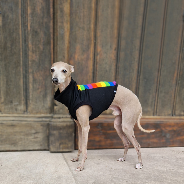 Italienisches Windspiel trägt ein Crop Top in pride Edition.