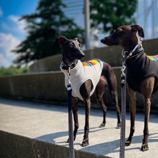 Italienisches Windspiel trägt ein Crop Top in pride Edition.