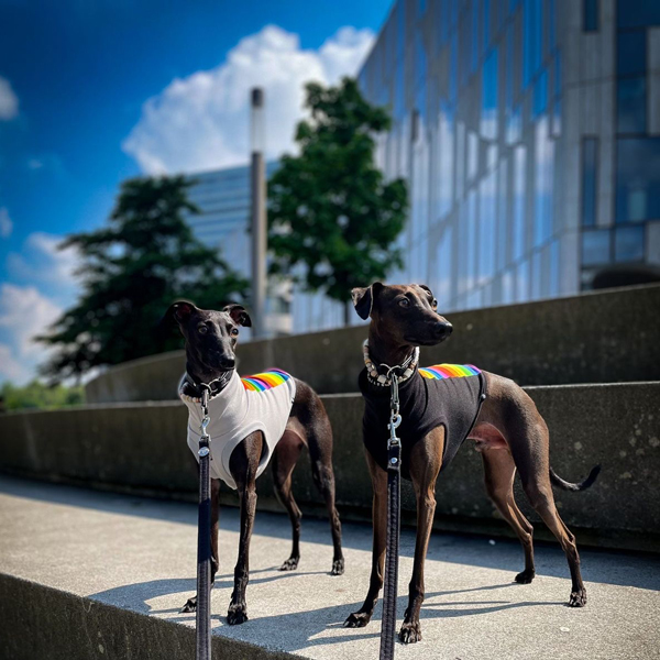 Italienisches Windspiel trägt ein Crop Top in pride Edition.