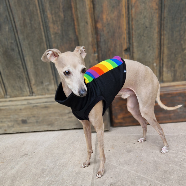 Italienisches Windspiel trägt ein Crop Top in pride Edition.