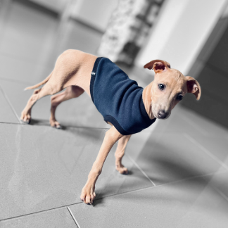 Windspiel trägt Welpenshirt.