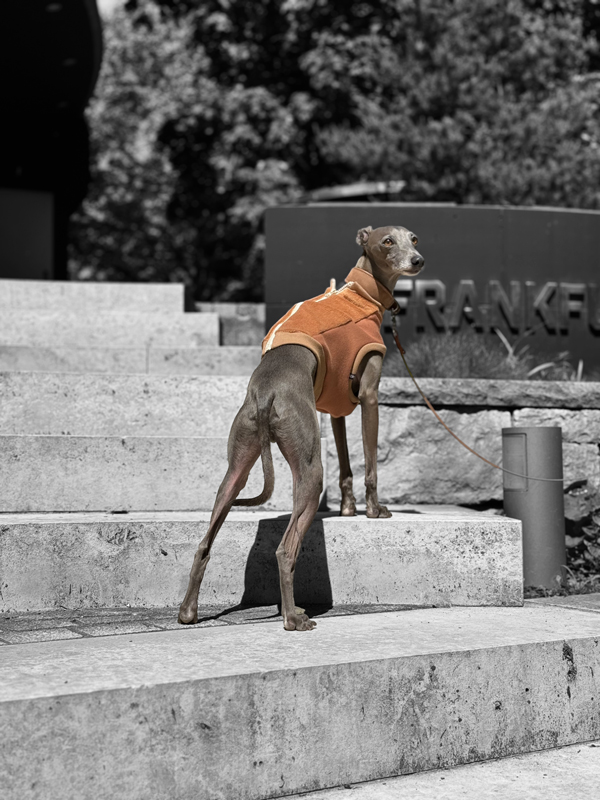 Italienisches Windspiel trägt eine Weste mit Reißverschluss.