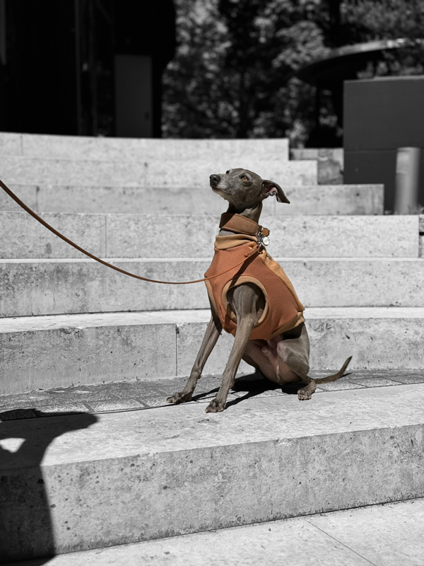 Italienisches Windspiel trägt eine Weste mit Reißverschluss.