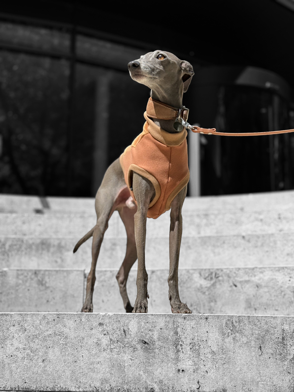 Italienisches Windspiel trägt eine Weste mit Reißverschluss.