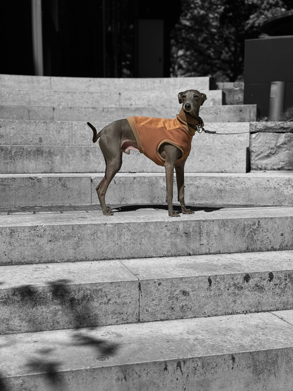 Italienisches Windspiel trägt eine Weste mit Reißverschluss.