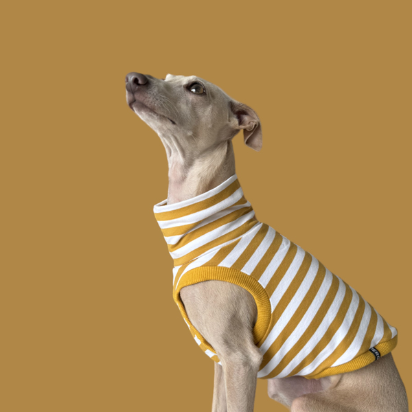 Crop Top in Gelb für ein italienisches Windspiel.