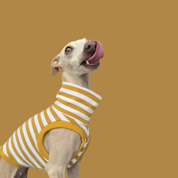 Crop Top in Gelb für ein italienisches Windspiel.