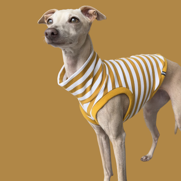 Crop Top in Gelb für ein italienisches Windspiel.