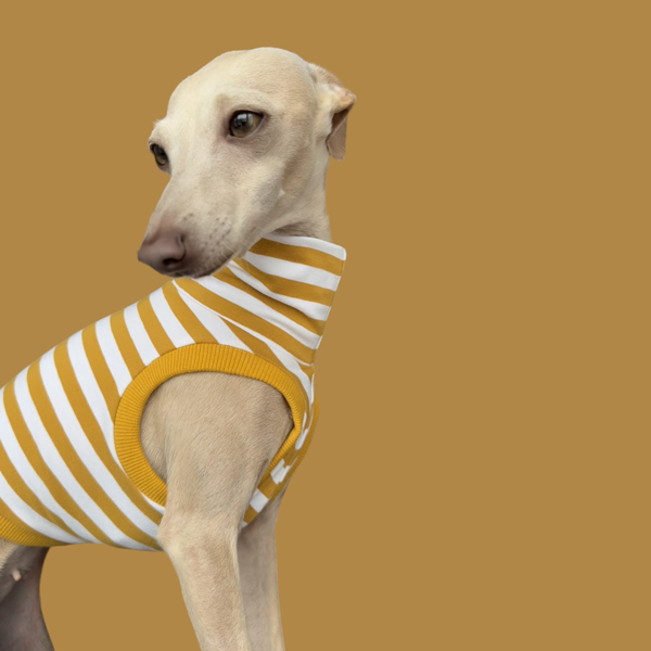 Crop Top in Gelb für ein italienisches Windspiel.