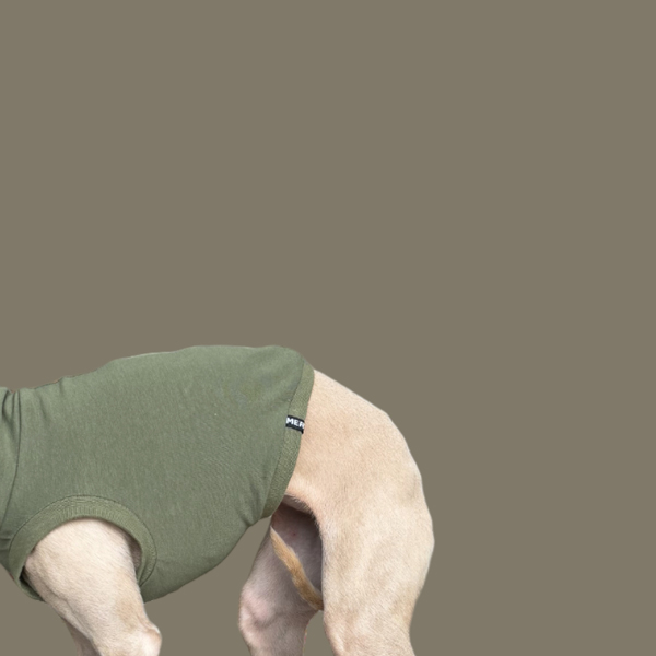 Crop Top in Oliv für ein italienisches Windspiel.