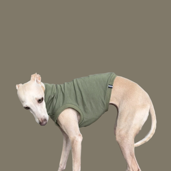 Crop Top in Oliv für ein italienisches Windspiel.