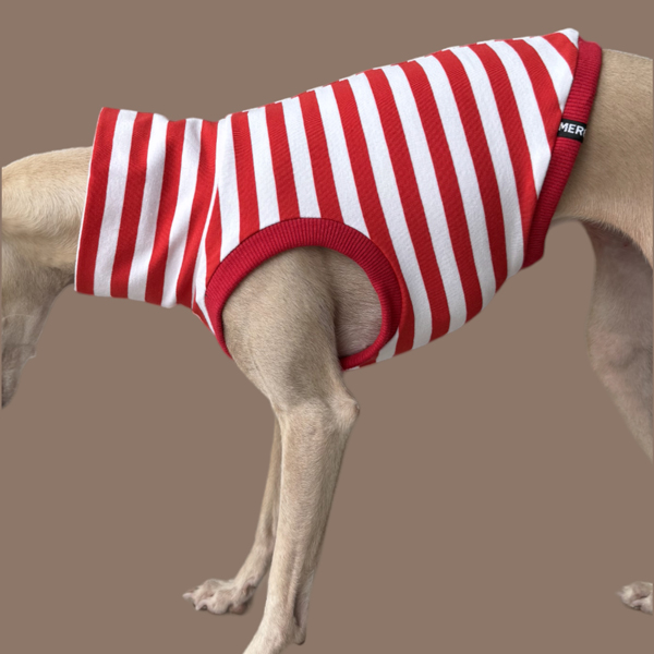 Crop Top in Rot für ein italienisches Windspiel.