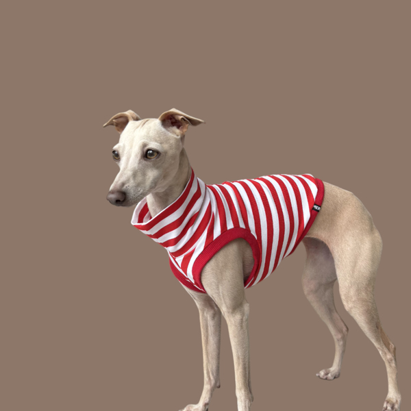 Crop Top in Rot für ein italienisches Windspiel.