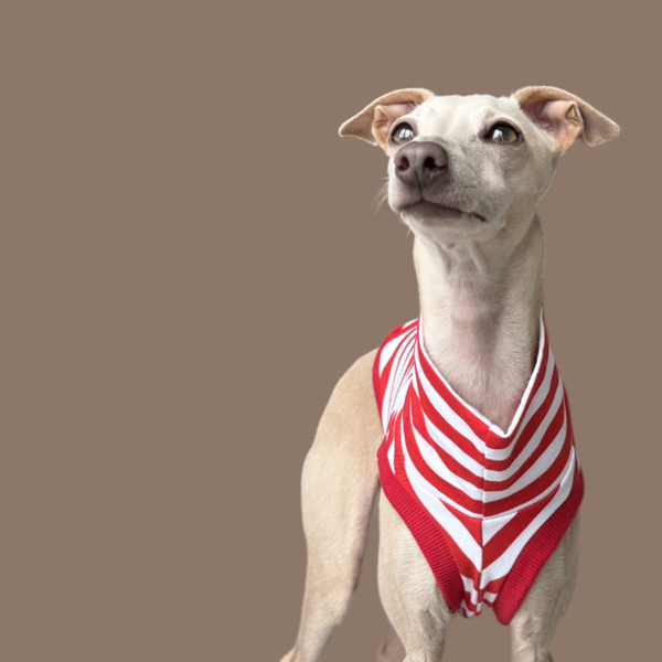 Crop Top in Rot für ein italienisches Windspiel.