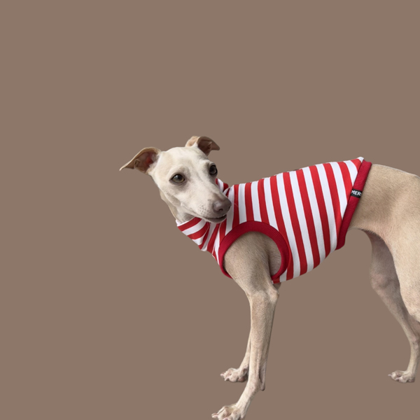 Crop Top in Rot für ein italienisches Windspiel.