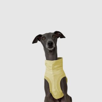 Crop Top in Hellgelb für ein italienisches Windspiel.